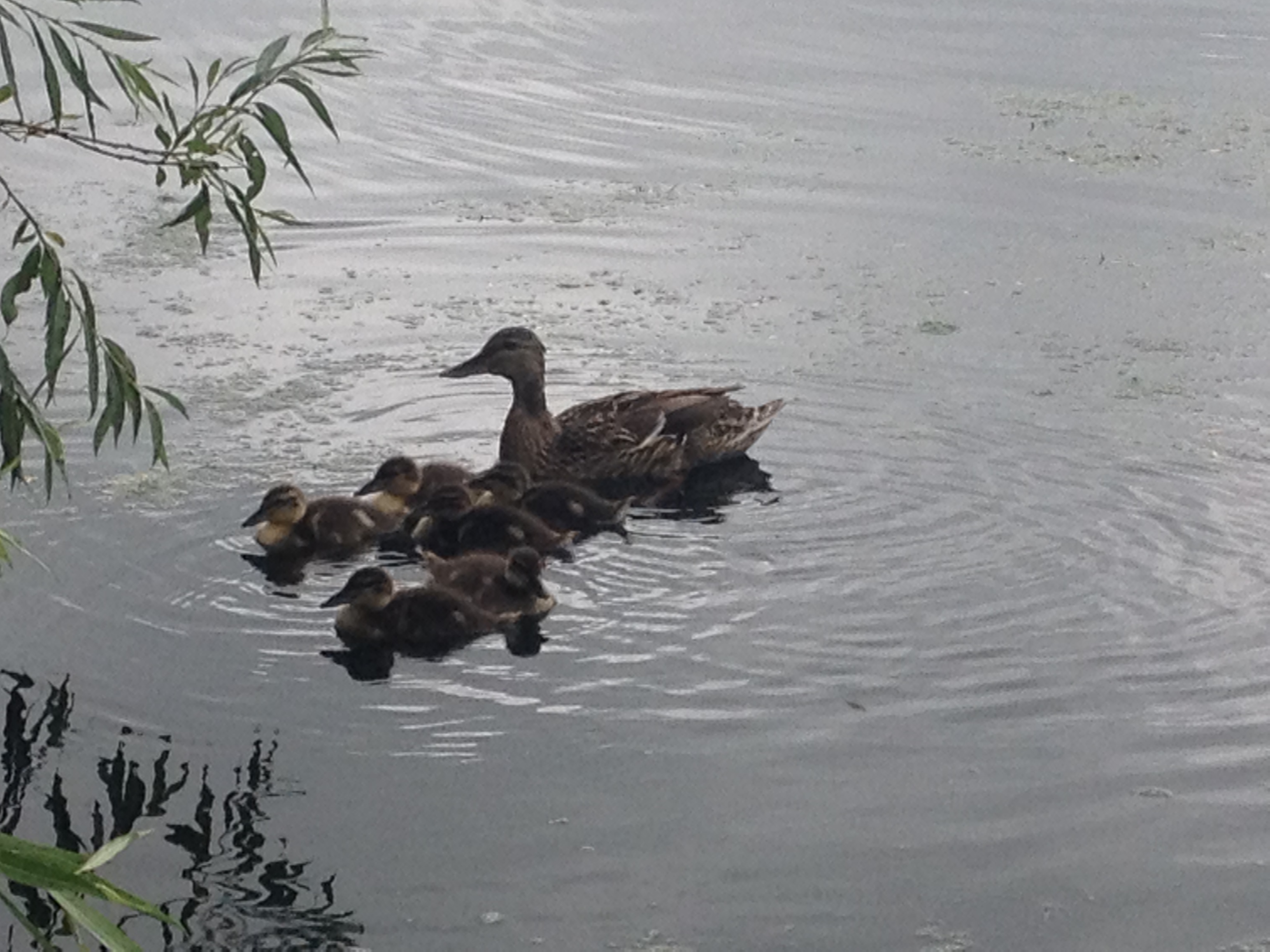 bagb_Ausflug 5 Entenfamililie am Abtskuecher Teich.JPG